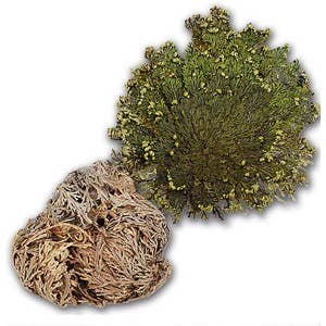 Green Tree - Wholesale Live Plant - Rose of Jericho (resurrection plant)