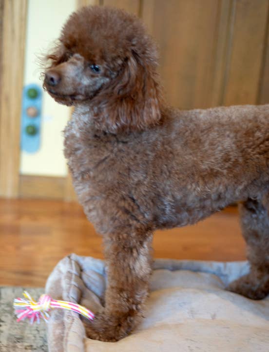 Pet Palette Distribution - Wholesale Pet Rope Toy - Dog - ThoozyPet 2-Knot Rope Dog Toy Yellow / Pink 8.5"4