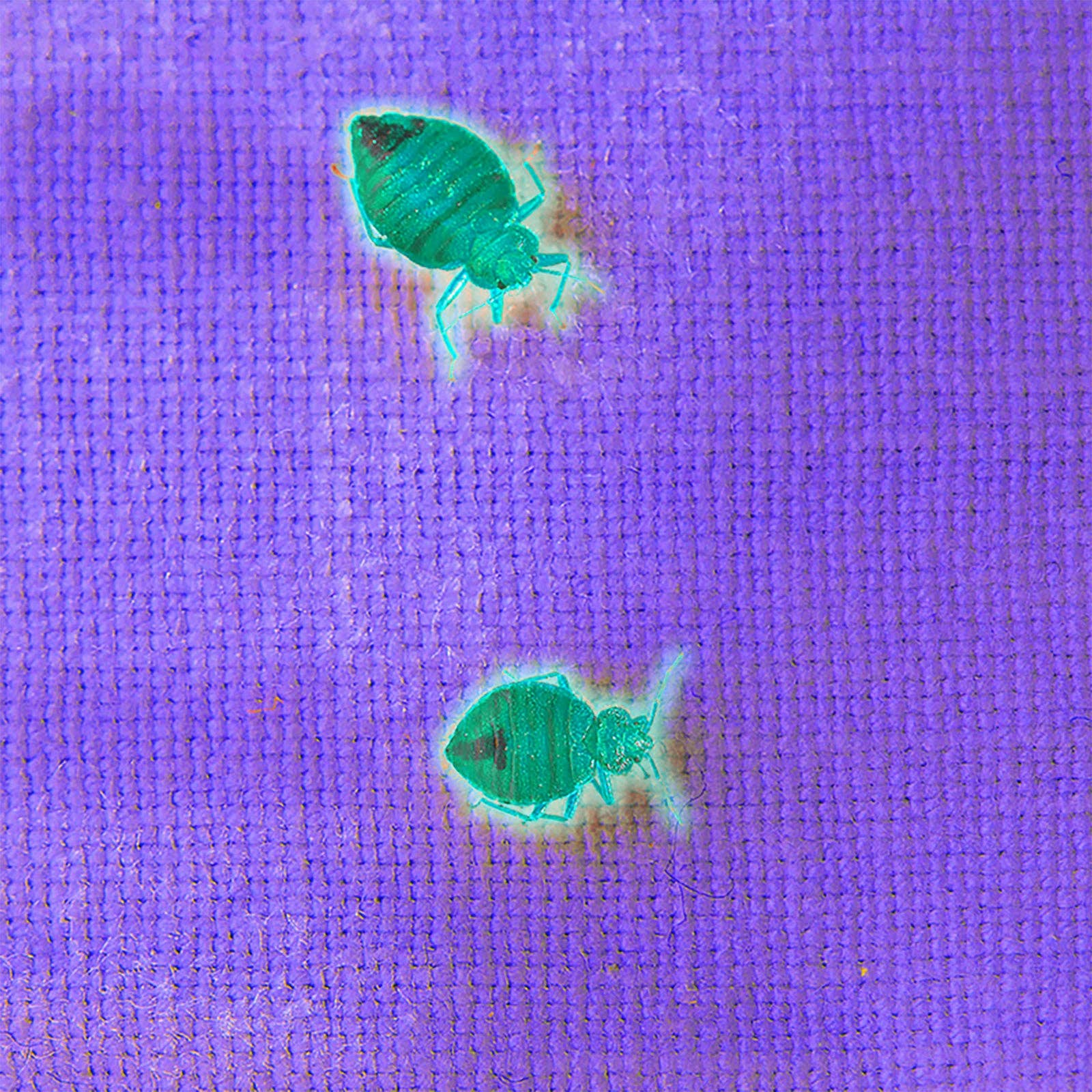 LitezAll - Wholesale Flashlight - LitezAll Task Light with UV Flashlight3