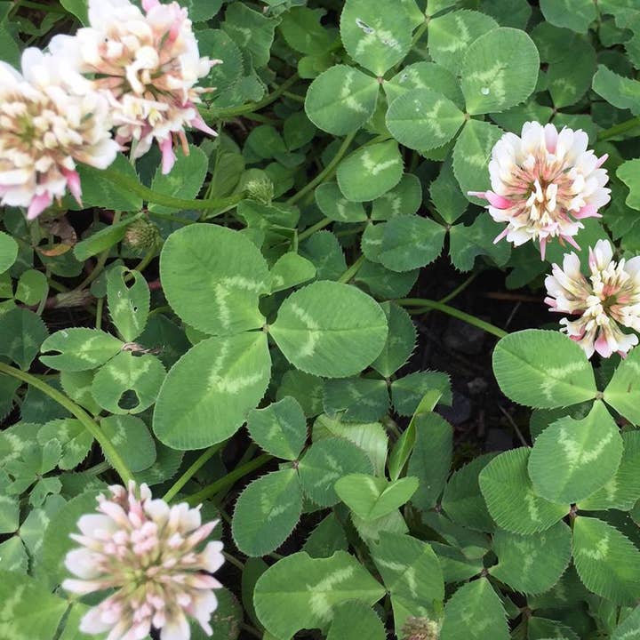 Potting Shed Creations, Ltd. - Wholesale Plant Seeds - Garden in a Bag | Good Luck Clover | Spring Milestone Gift3