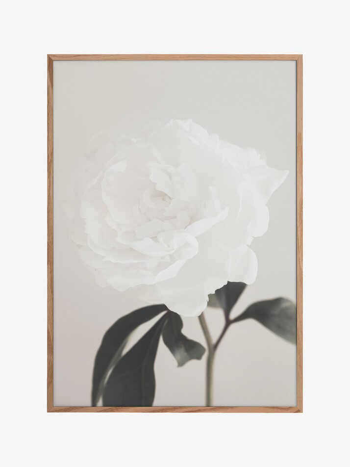 Pfingstrose 03 für den Großhandel von Pictufy Wholesale