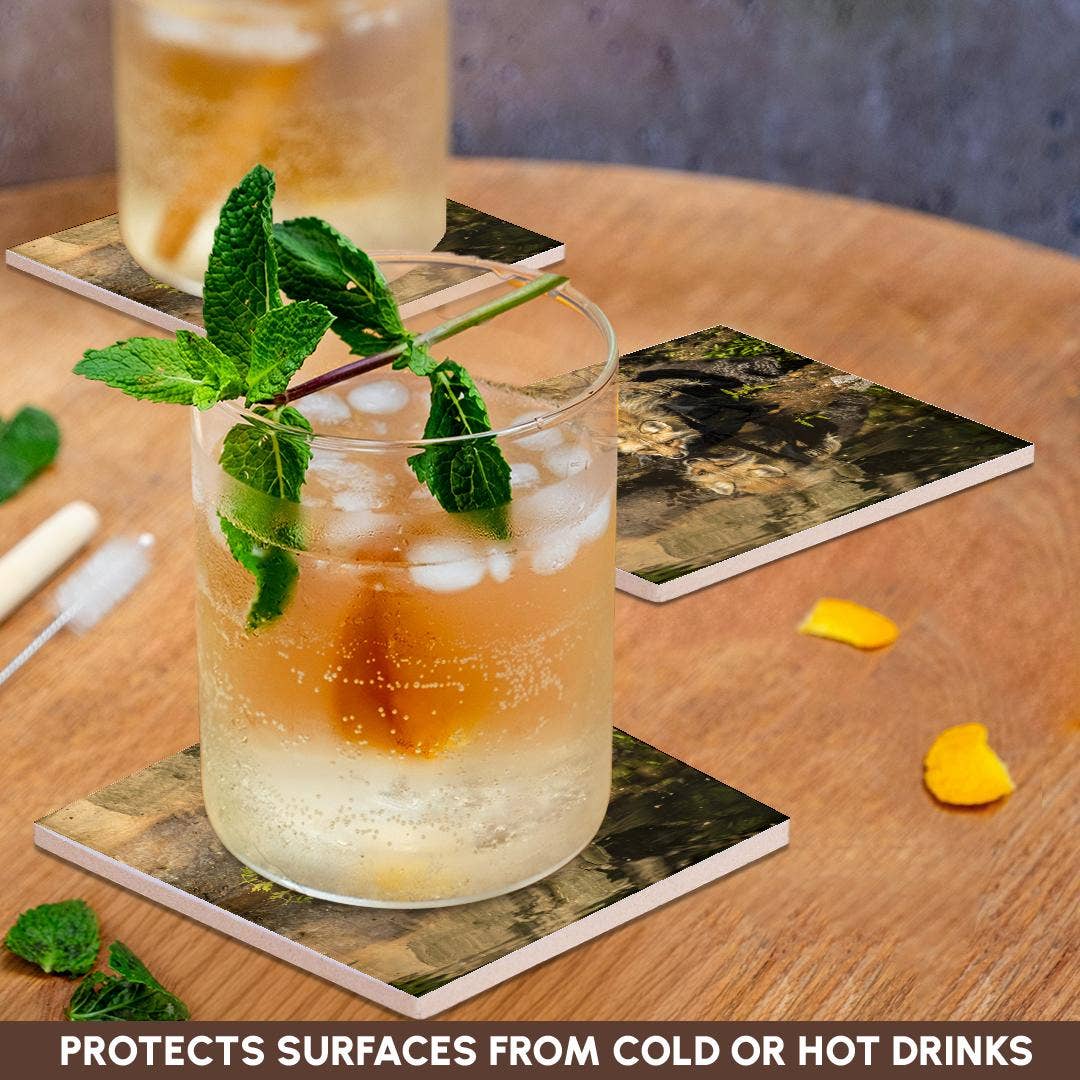 3dRose - Wholesale Coasters - 3dRose, Pine County. Captive red fox drinking. , Coaster2