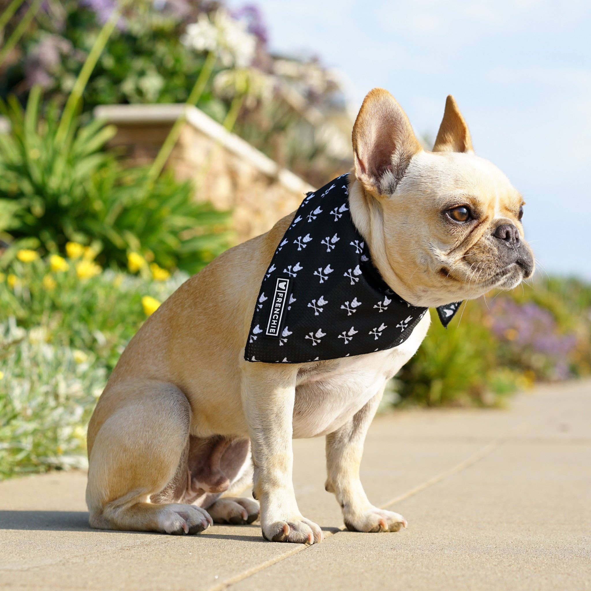 Frenchie - Wholesale Pet Bandana - Dog - Frenchie Cooling Bandana - Bad To The Bone1