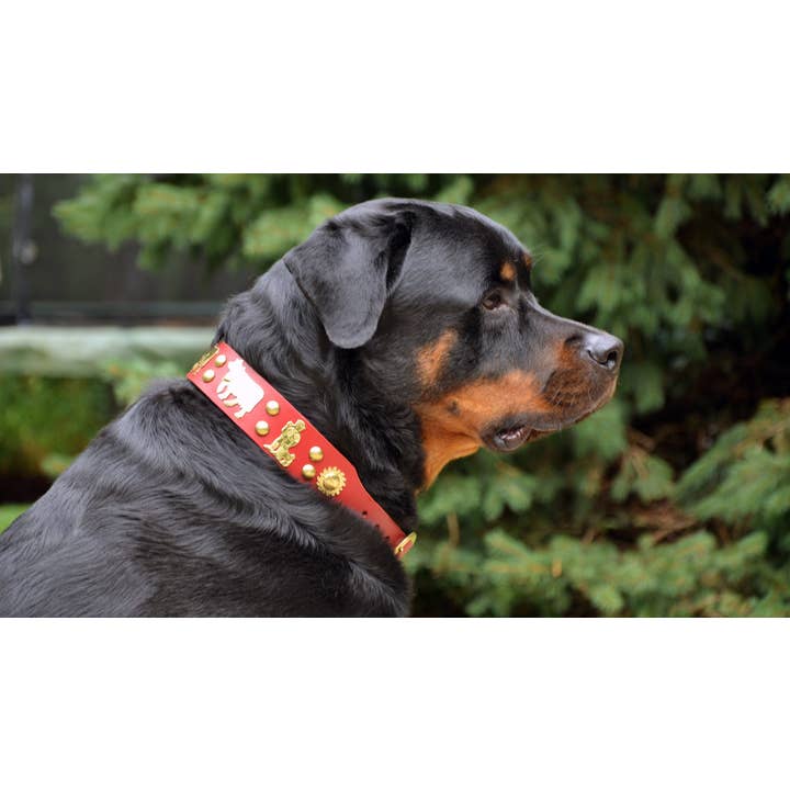 Alpen Schatz – coleira - Cão por atacado – 1 Coleira Grande para Cão Tradicional Suíço de 3/4"4