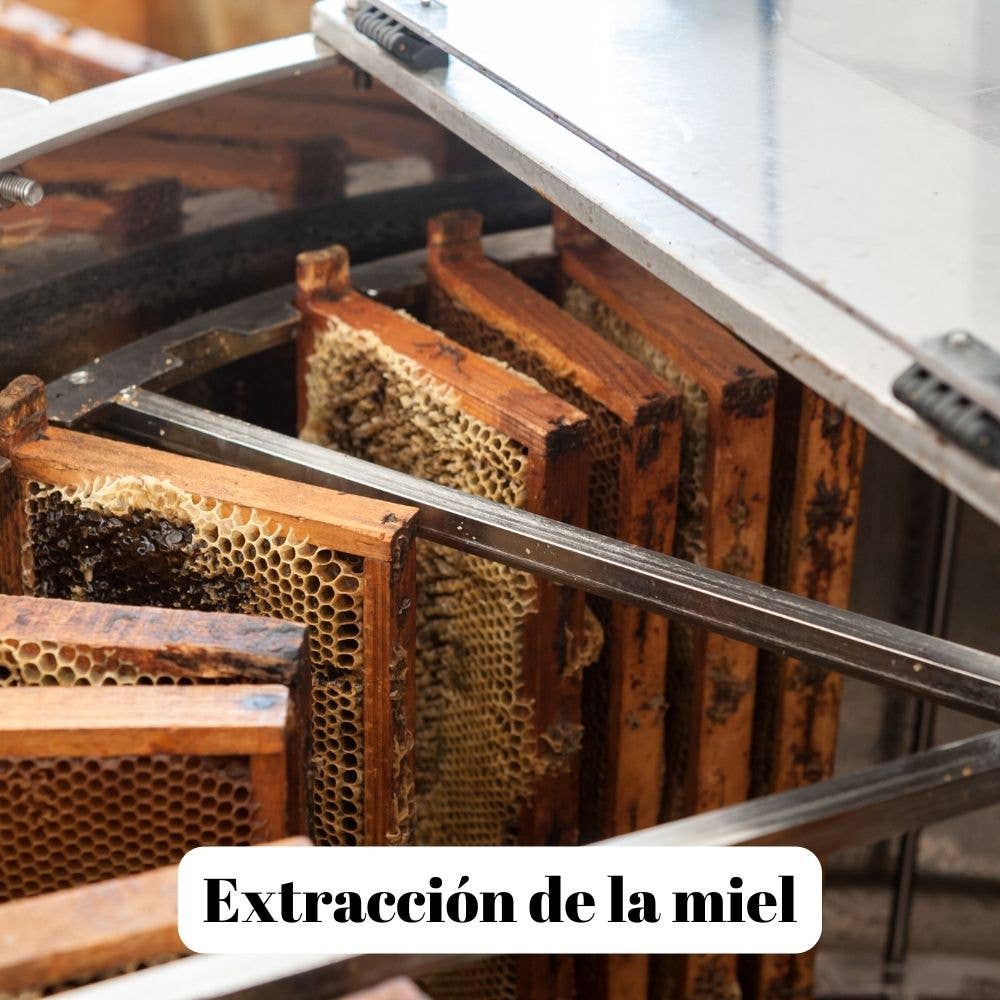 L'ABELLA MIEL – wholesale Honung – L'Abellamel Skog Honung 2000g3