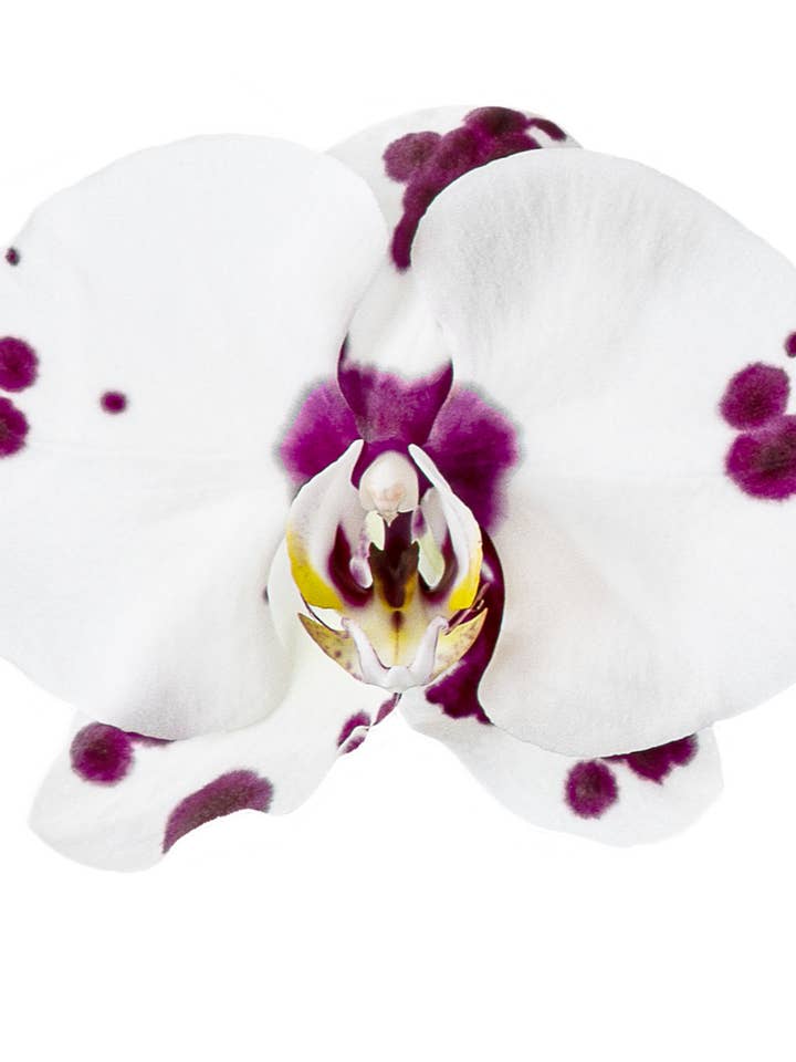 00 | NEW White Moth Orchid for wholesale by Talfoto Studio