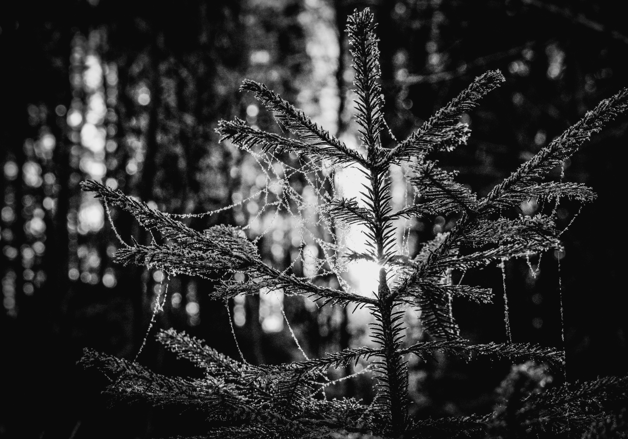 Hyldyr - Wholesale Poetry & Drama - The Comparative Völuspá5