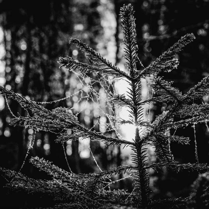 Hyldyr - Wholesale Poetry & Drama - The Comparative Völuspá5