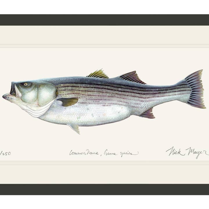 Gestreepte Baars, 60 lbs. Limited Edition Print voor wholesale door Nick Mayer Art