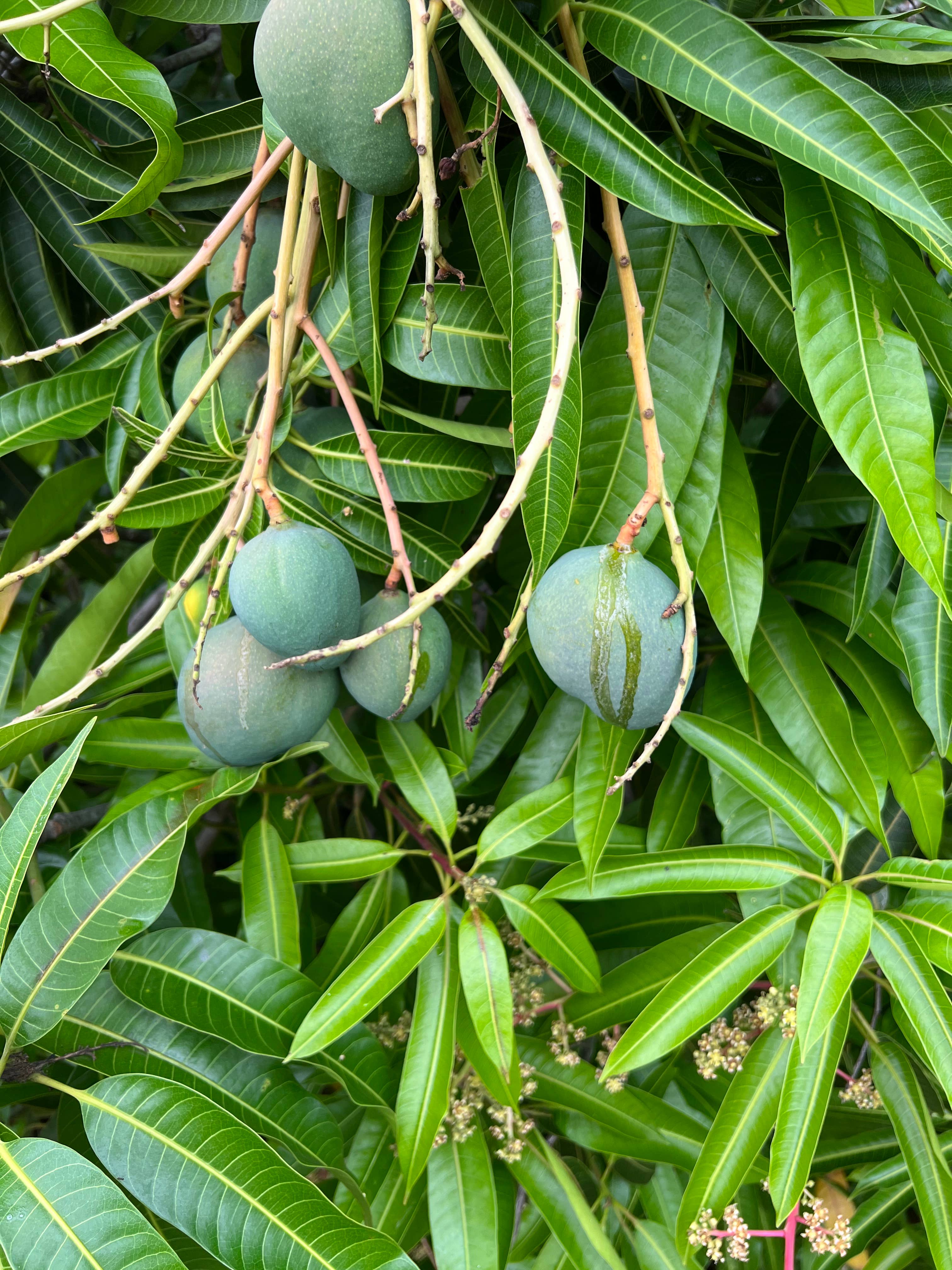 Aloha Bites - Wholesale Jam - Aloha Bites Mango Jam3