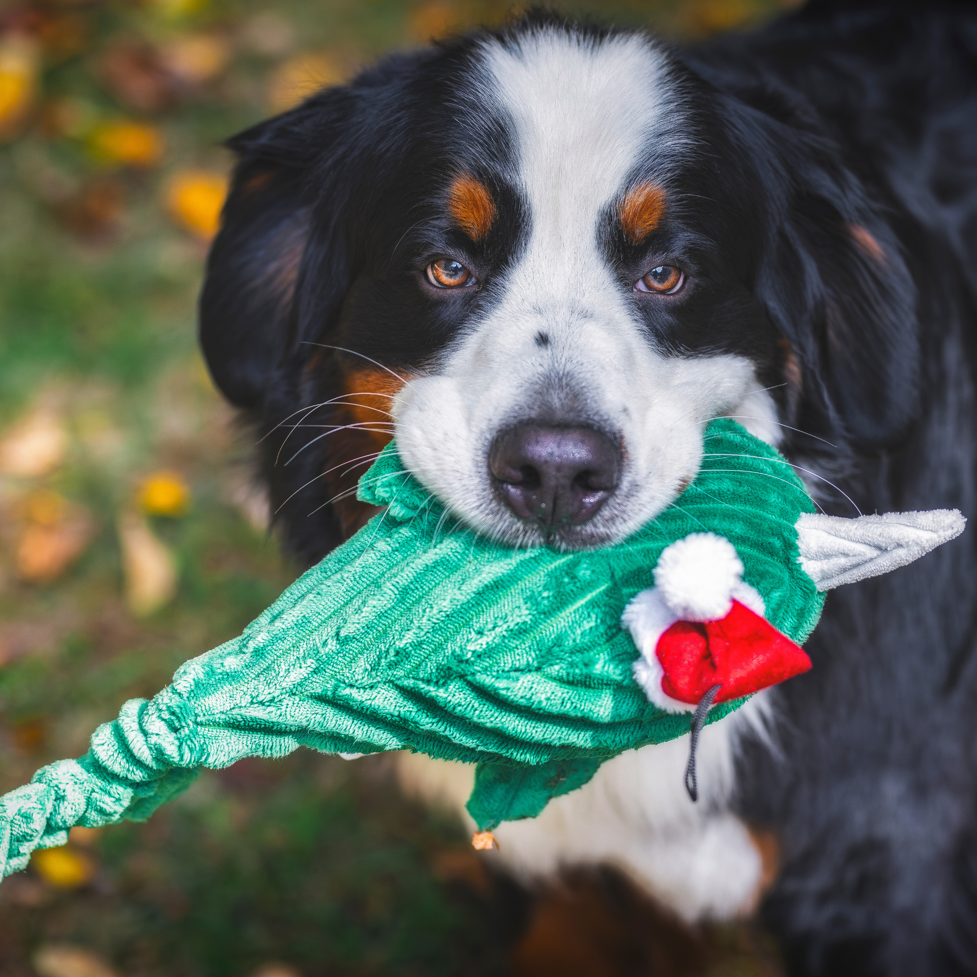 HuggleGroup - Wholesale Pet Plush Toy - Dog - Wintergreen Collection Plush, Durable Noe Narwhal Knottie®9