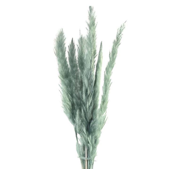 Botanico Ltd. - Wholesale Dried/pressed flowers - Mini Pampas Grass4