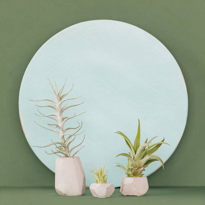 The Plant Supply - Wholesale Plant Pot - Concrete Air Plant Holders (Set of 3) | modern air plant pot1