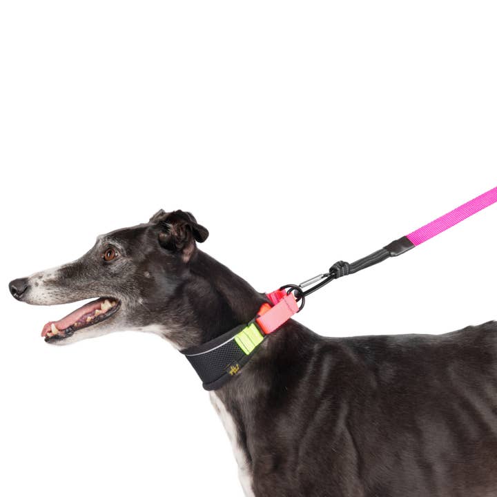 Gold Paw Series - Wholesale Pet Collar - Dog - Featherweight Hound Collar