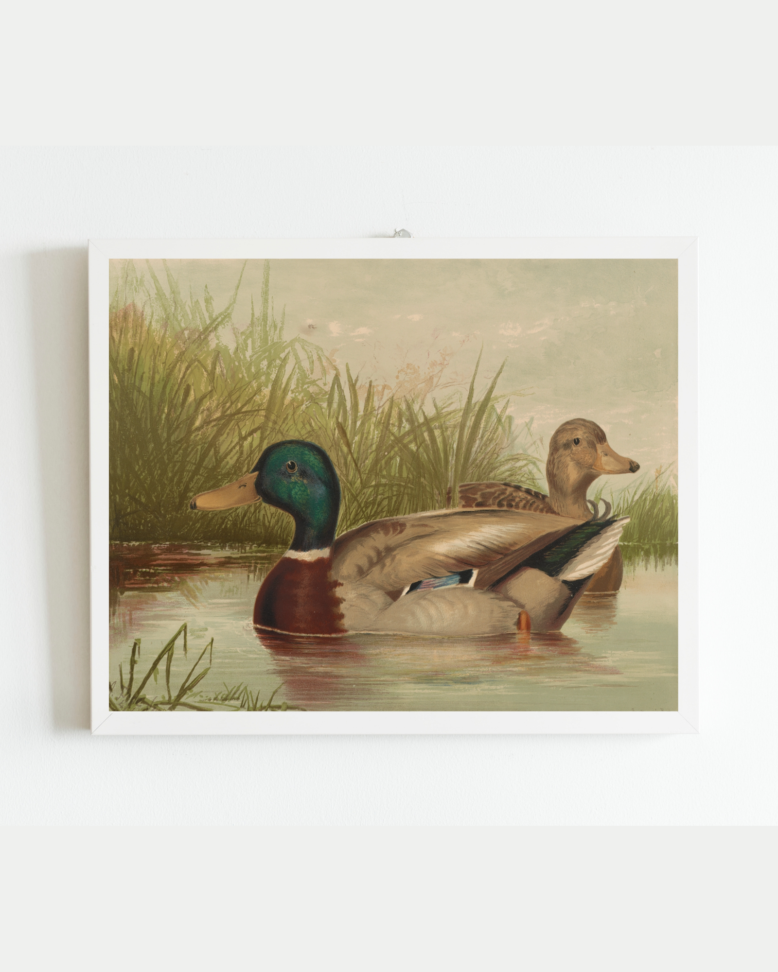 Sea to Skye - Wholesale Art Print - Ducks on the Pond Antique Art Print4