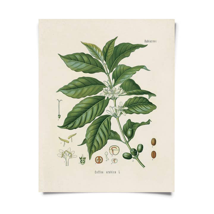 Vintage Botanical Coffee Plant Print w/ optional frame for wholesale by Curious Prints