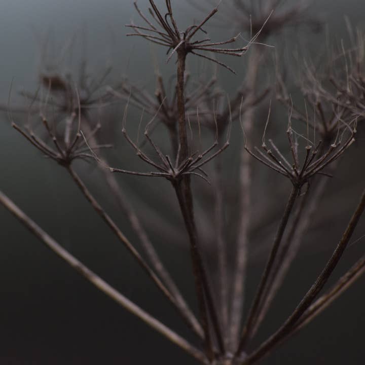carte de vœux en ache des champs séchée pour la vente par Red Berry Photos