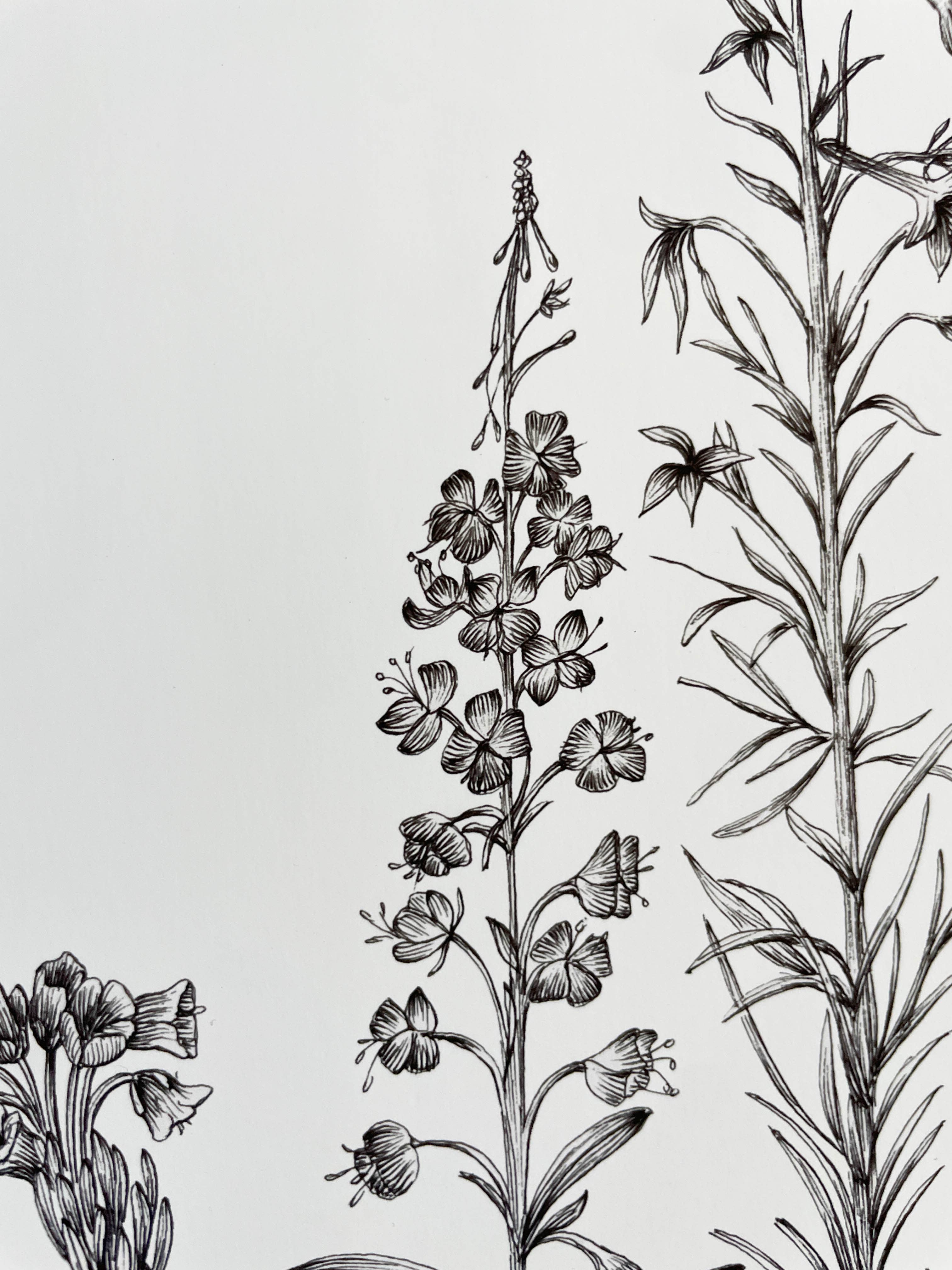 Vanee.ink - Wholesale Art Print - Alpine Wildflowers Print8