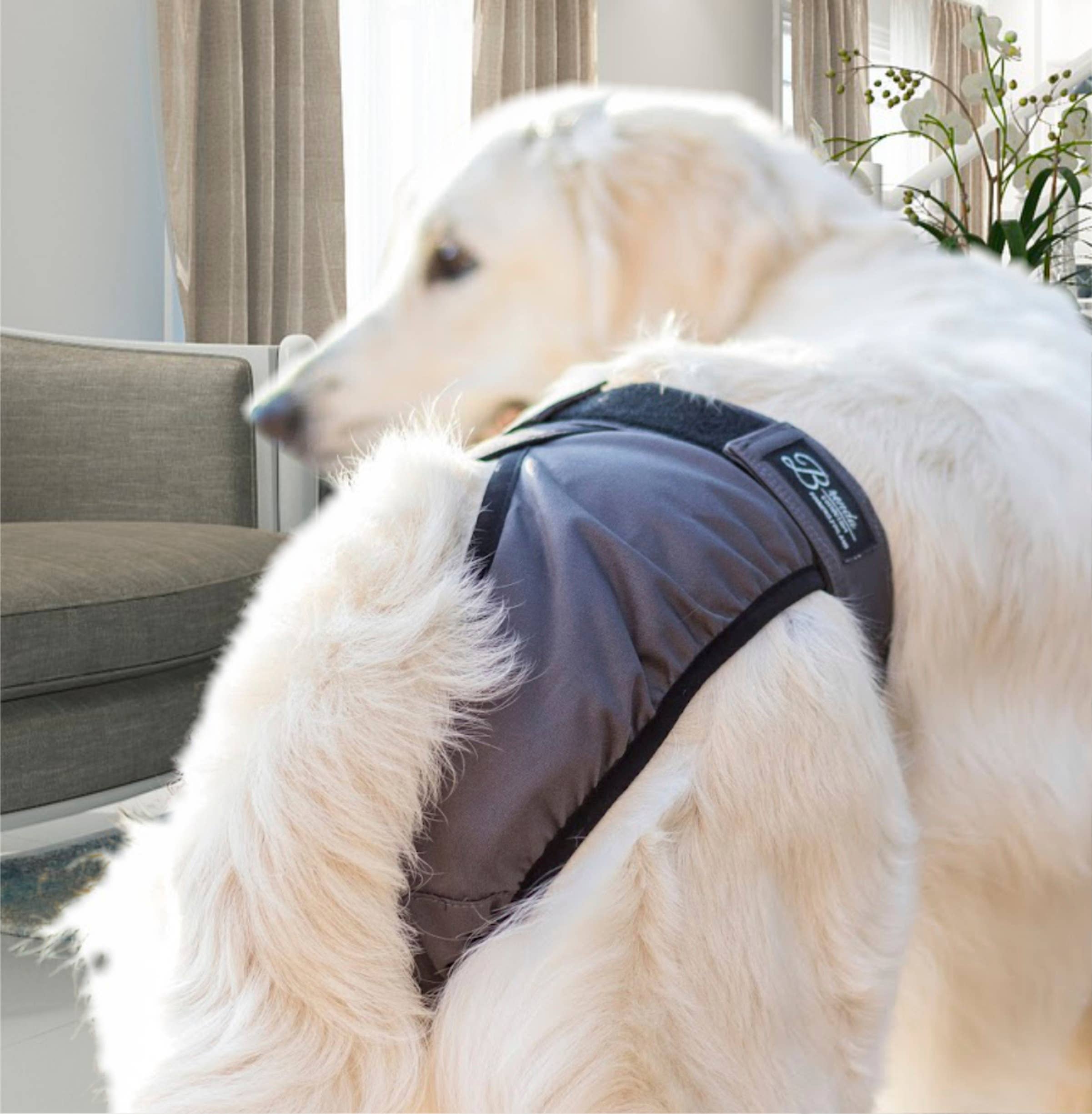 FINNERO - Wholesale Pet Diaper - Dog - FINNERO BRENDA Dog Hygiene pants, 3 colors, Washable Diaper17