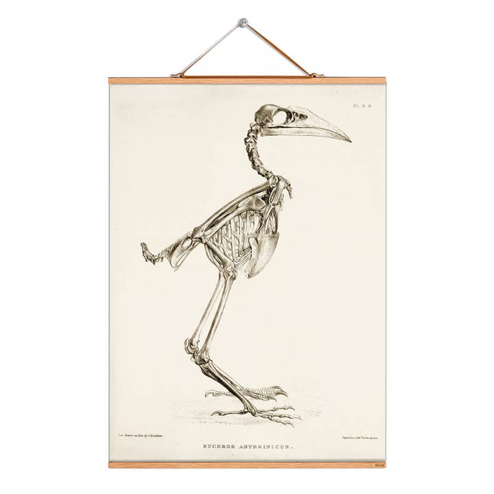 Scroll picture illustration # 352/Skeleton/Buceros Abyssinicus for wholesale by Eicie
