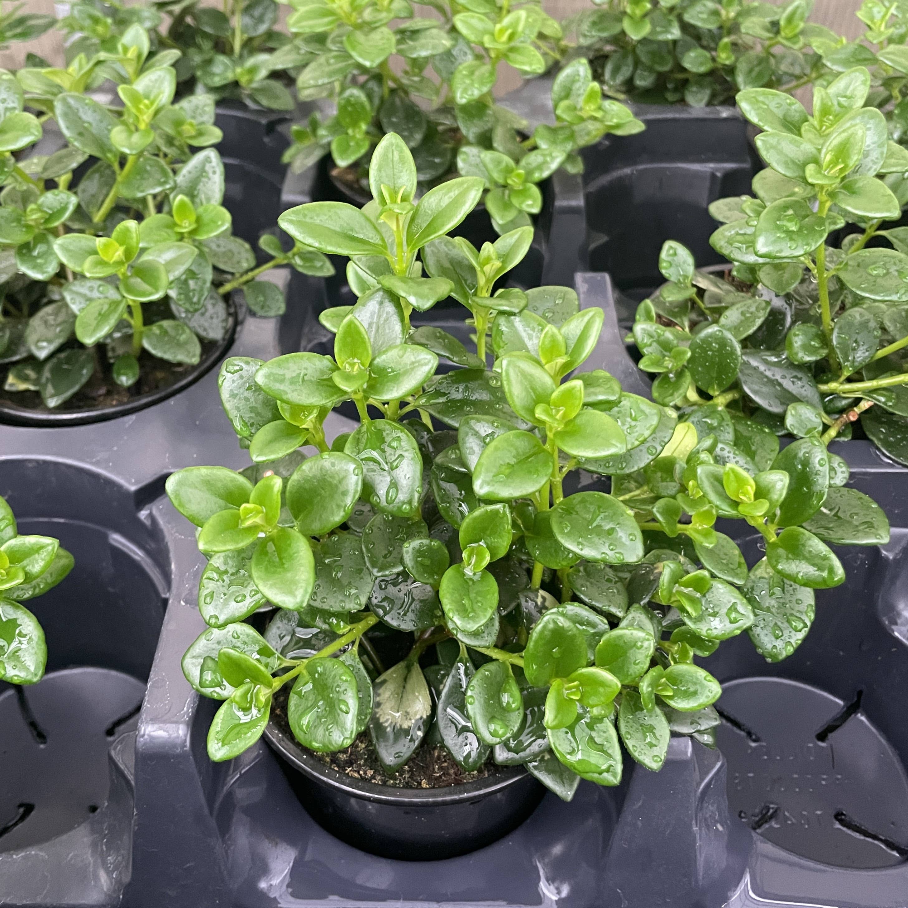 Thorsen's Greenhouse - Wholesale Live Plant - Goldfish Plant - Live Plant7