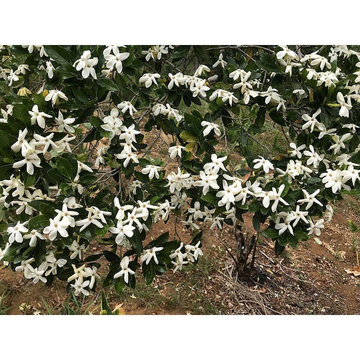 Gardenia for wholesale by Zia Zensations Inc.