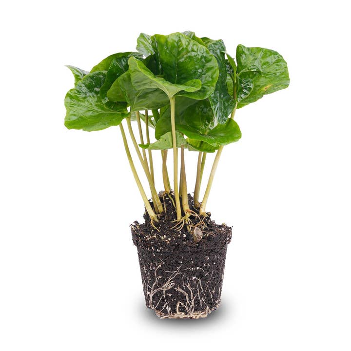 Coffea Arabica - Coffee plant - Terrarium plant for wholesale by Trendhero.nl/b2b