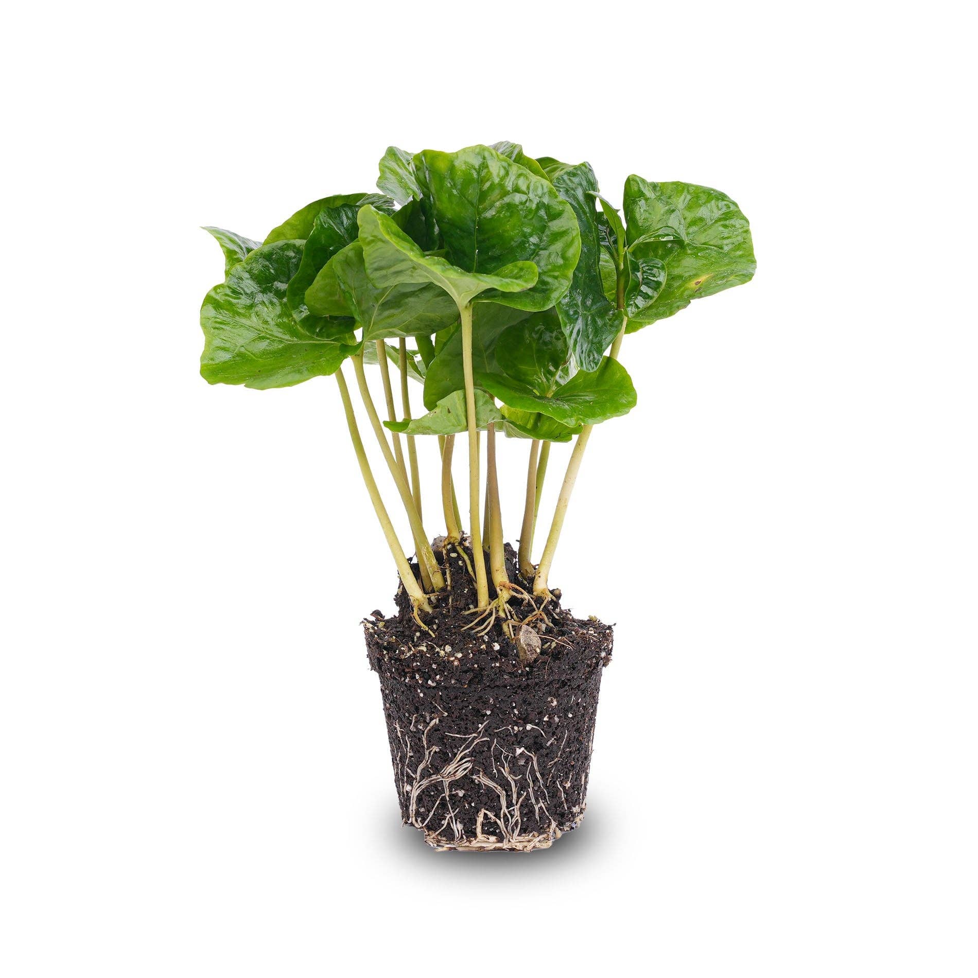 Trendhero.nl/b2b - Wholesale Live Plant - Coffea Arabica - Coffee plant - Terrarium plant