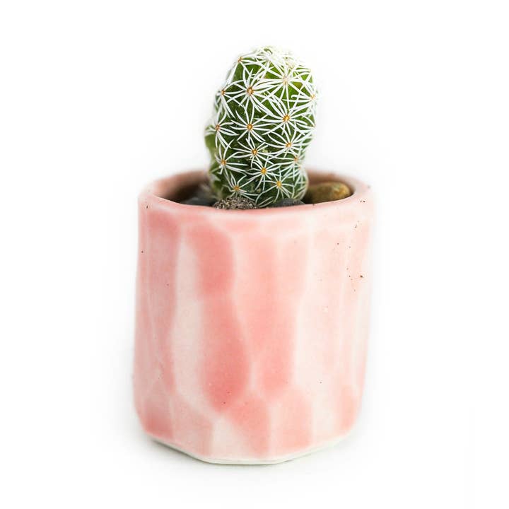 Kit Mini Cactus - vero cactus e vaso in ceramica rosa fatto a mano per la vendita all'ingrosso da parte di Spalted Home