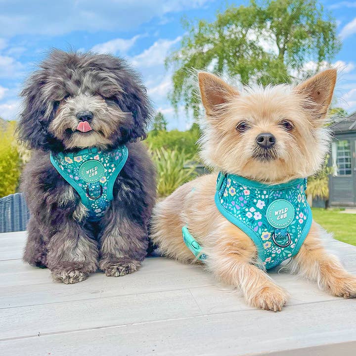 WYLD CUB - Wholesale Pet Harness - Dog - Adjustable Dog Harness: Notting Hill Mint20