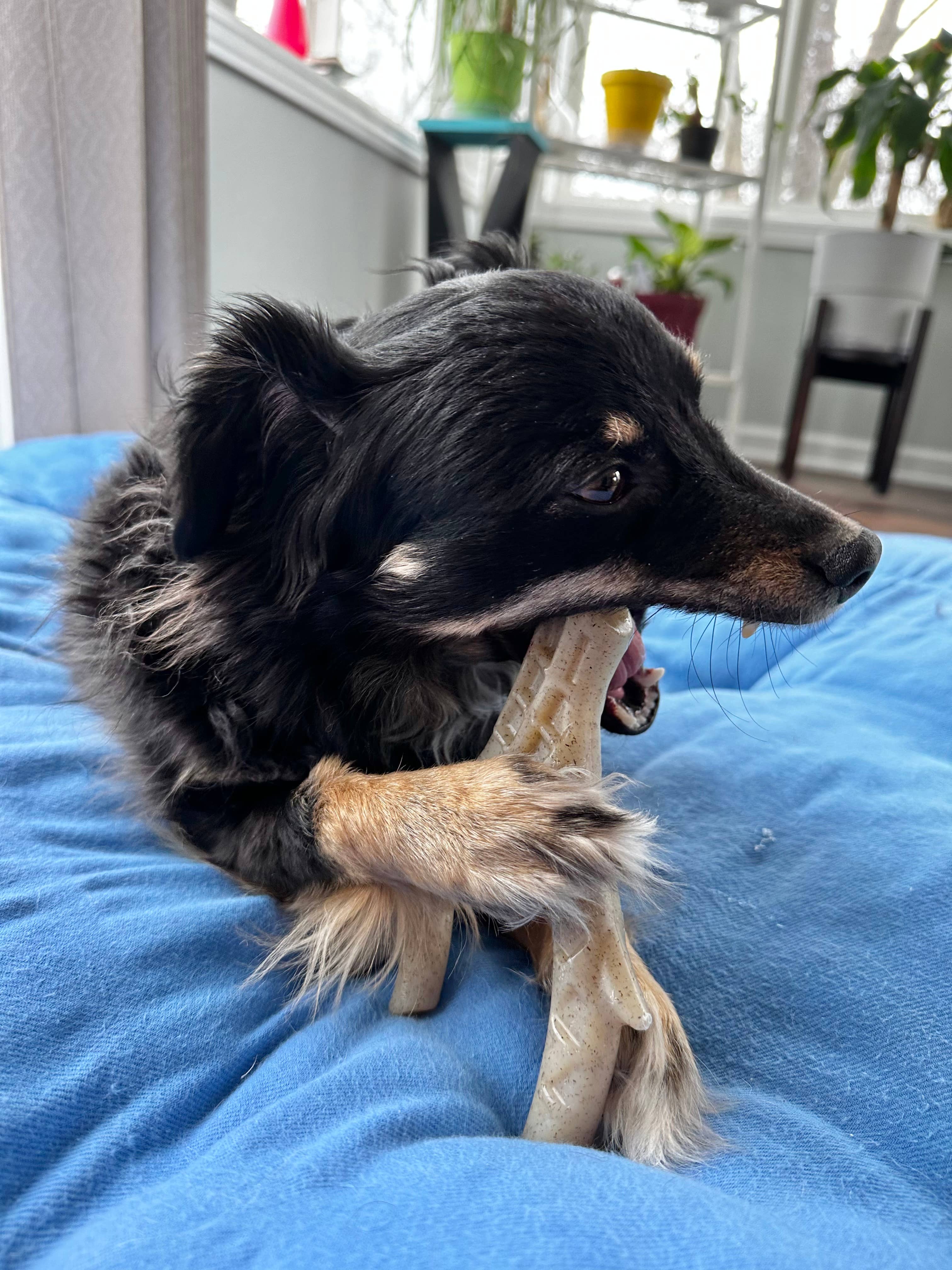 Spunky Pup – Großhandel Haustier-Kauspielzeug – Hund – Spunky Pup Nylon-Hartkaustangen mit Hühnchengeschmack – Hergestellt in den USA4