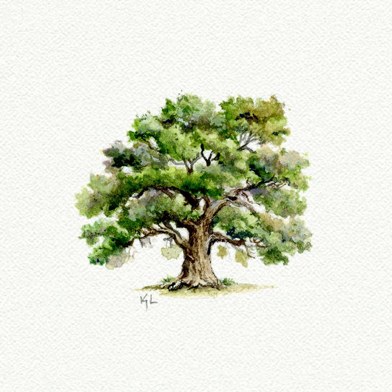 Karen Libecap Tiny Paintings - Vente Affiche d'art - Arbre/Chêne Miniature Aquarelle - Impression d'Art0