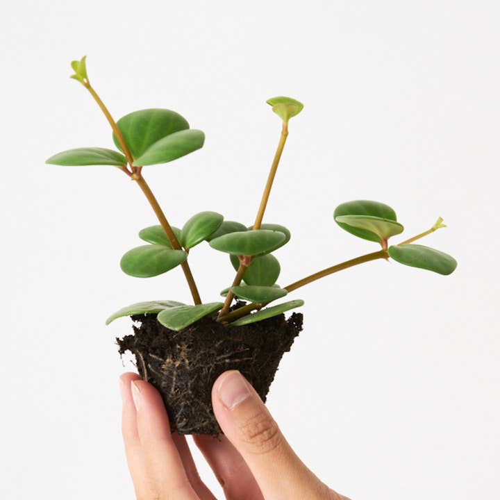 Peperomia Hope for wholesale by Miniplanta