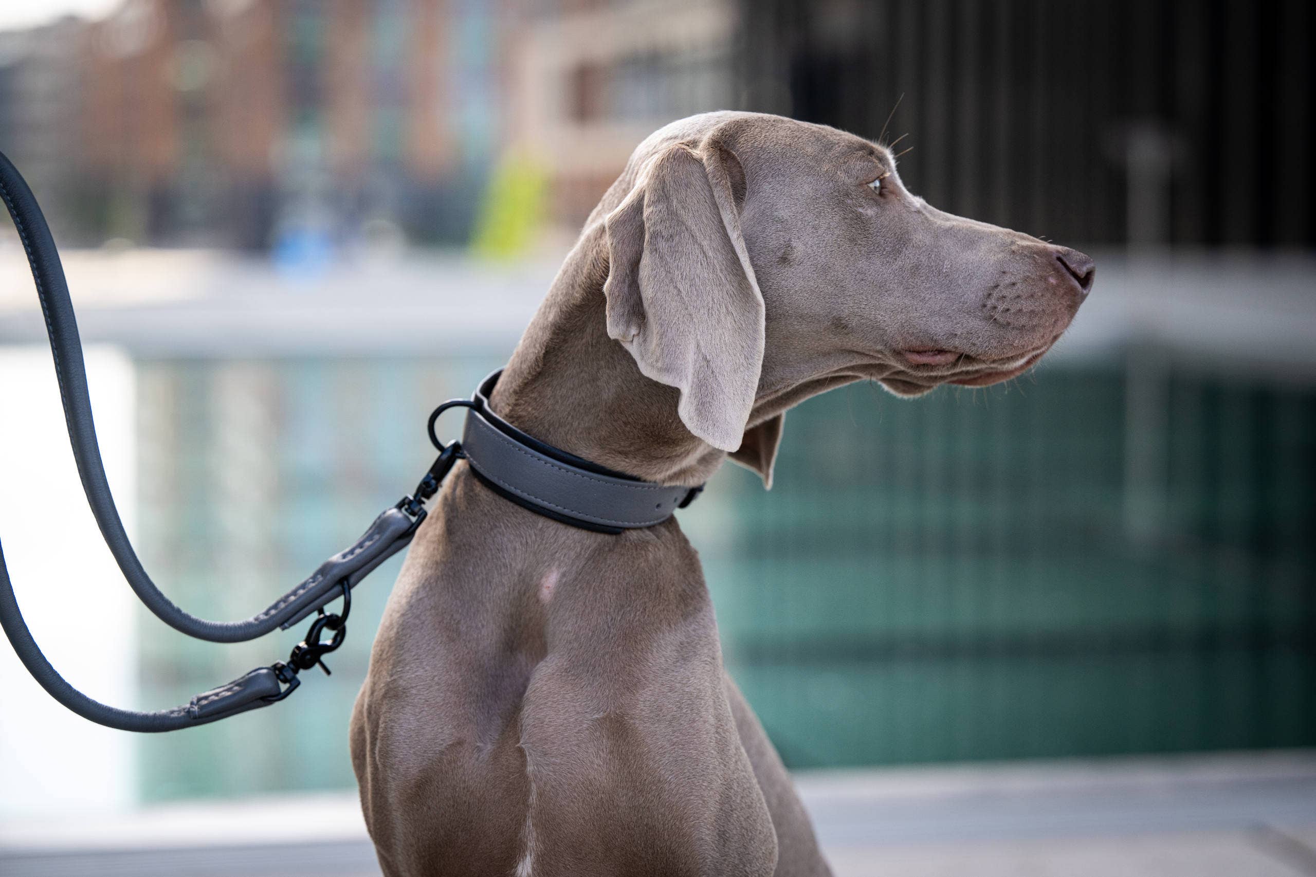 LABONI - Volentis GmbH - Wholesale Pet Collar - Dog - AMICI dog collar59