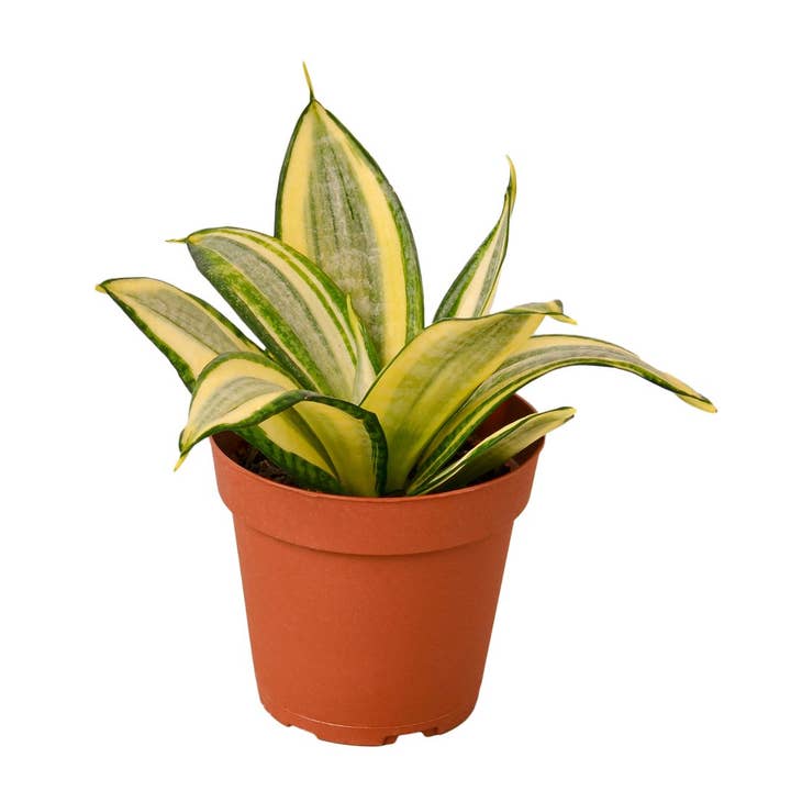 SNAKE GOLD STAR 4-inch for wholesale by House Plant Wholesale