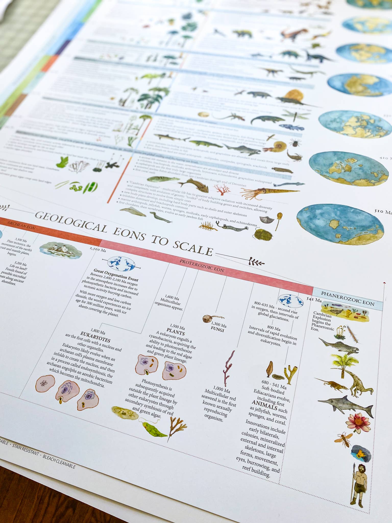 Fairhope Graphics - Vendita all'ingrosso Poster - Una storia della Terra2