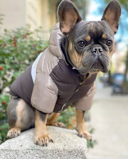 PETsRUS – wholesale Ytterkläder - Hund – Vinter Puffer hundkappa4