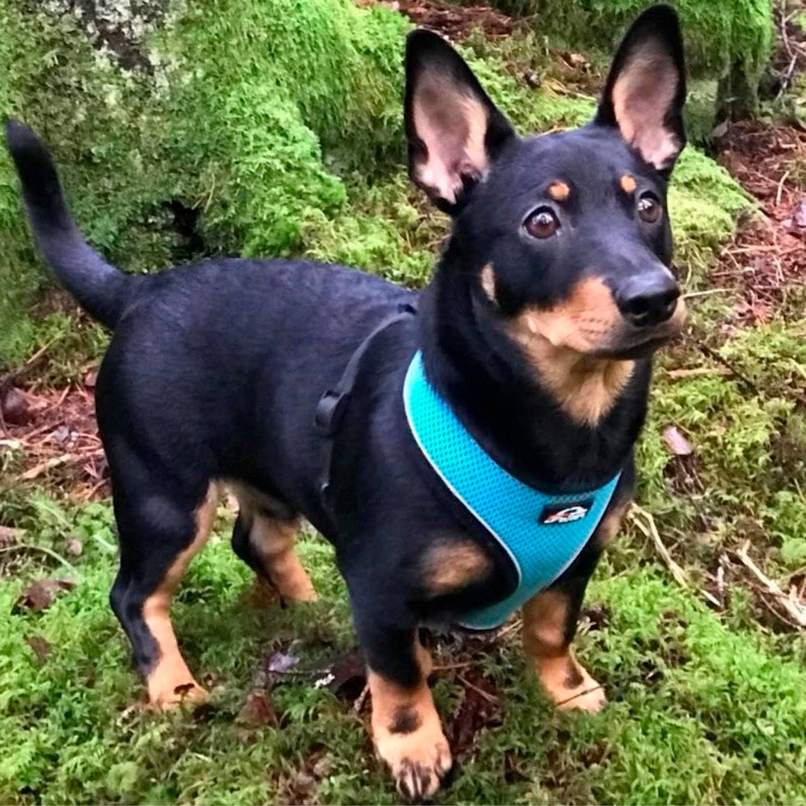 FINNERO - Wholesale Pet Harness - Dog - FINNERO LIGHT Reflective Harness For Pets, 4 Colors6