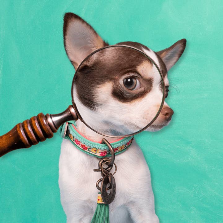 Bella Mini Dog Collar for wholesale by Dog with a Mission