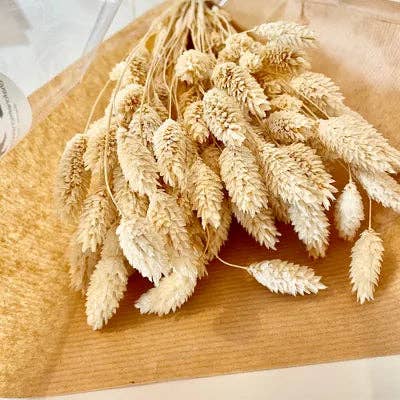 Chaton Et Monsieur Ours - Wholesale Dried/Pressed Flowers - dried PHALARIS