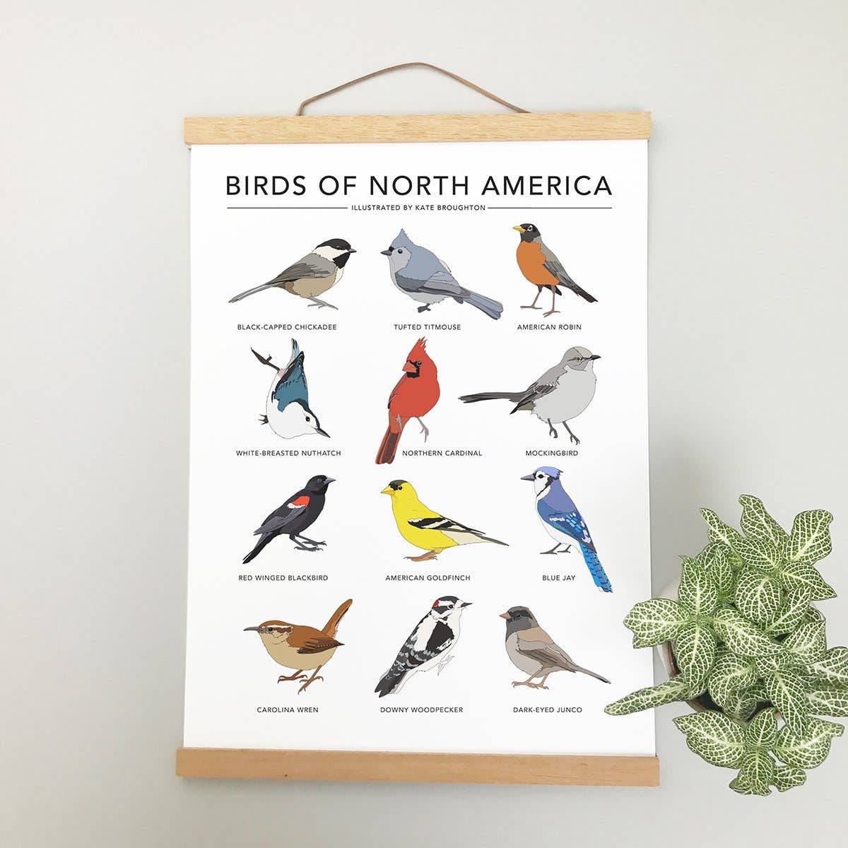 Kate Broughton – wholesale Art print – Birds of North America Print6