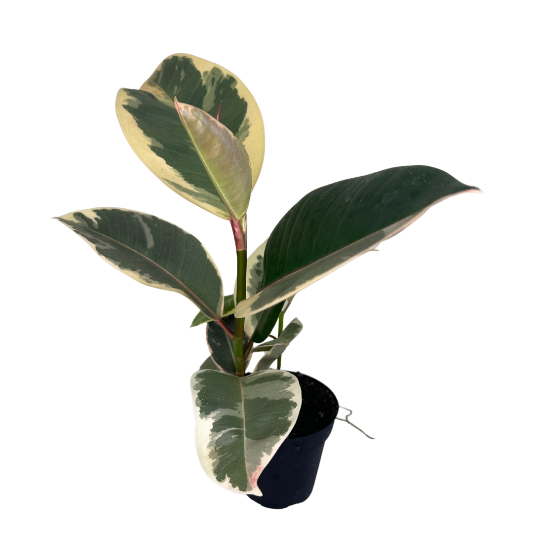 Flow State - Wholesale Live Plant - 4" Ficus Elastica (Tineke Rubber Plant) – Live Plant2