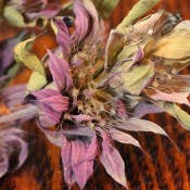 Lovejoy Farms Premium Dried Flowers - Wholesale Dried/Pressed Flowers - Lemon Mint