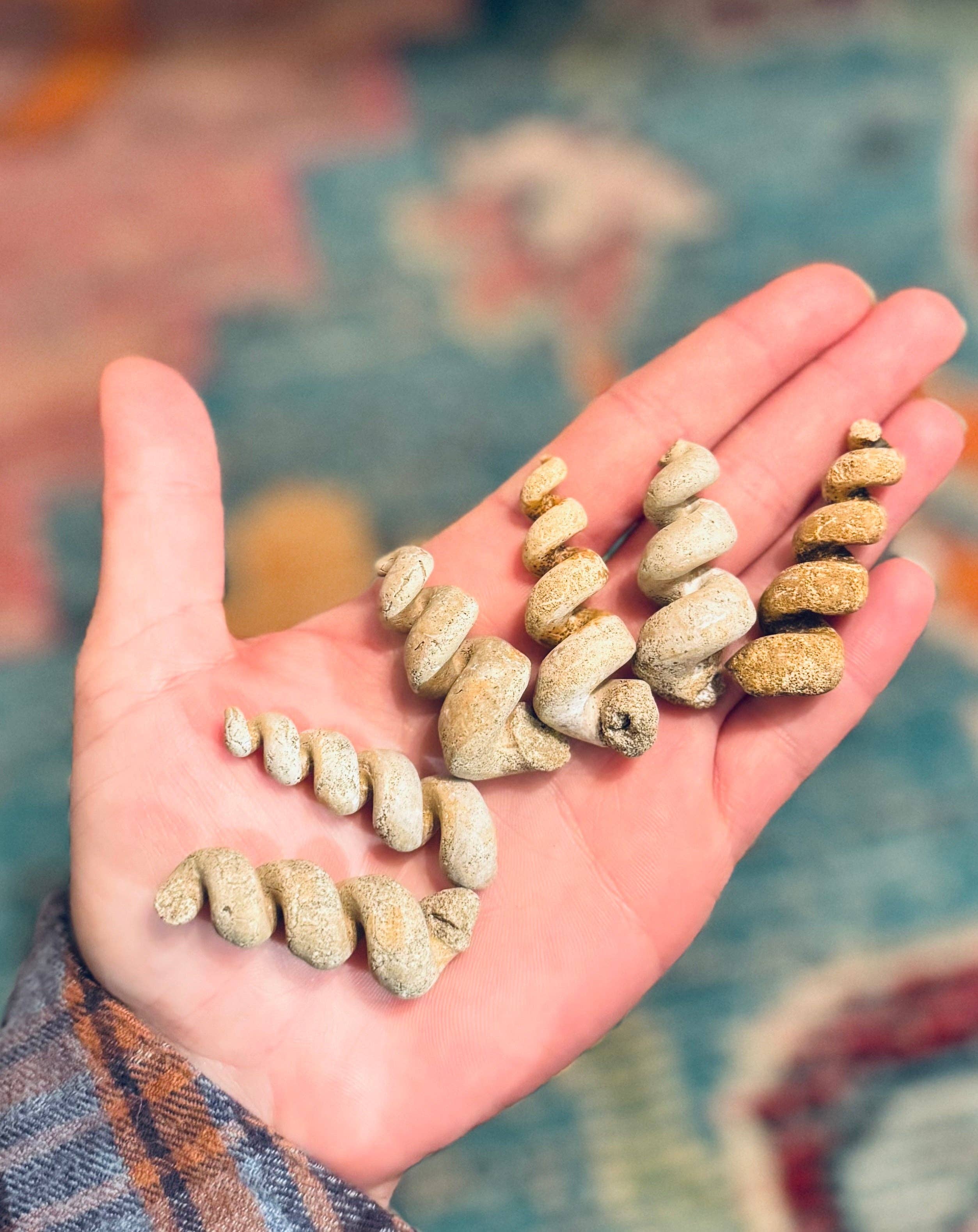 Mandala Gems - Wholesale Spiritual Stone/Crystal - Turritella Shell Fossils, Gastropod Fossil from the Potomac River, Maryland0