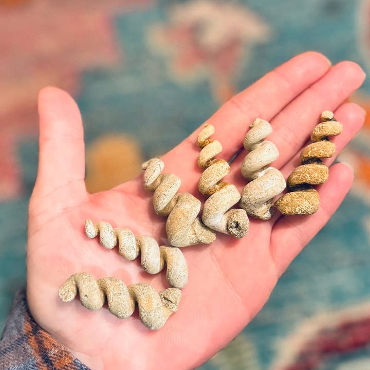 Mandala Gems - Wholesale Spiritual Stone/Crystal - Turritella Shell Fossils, Gastropod Fossil from the Potomac River, Maryland