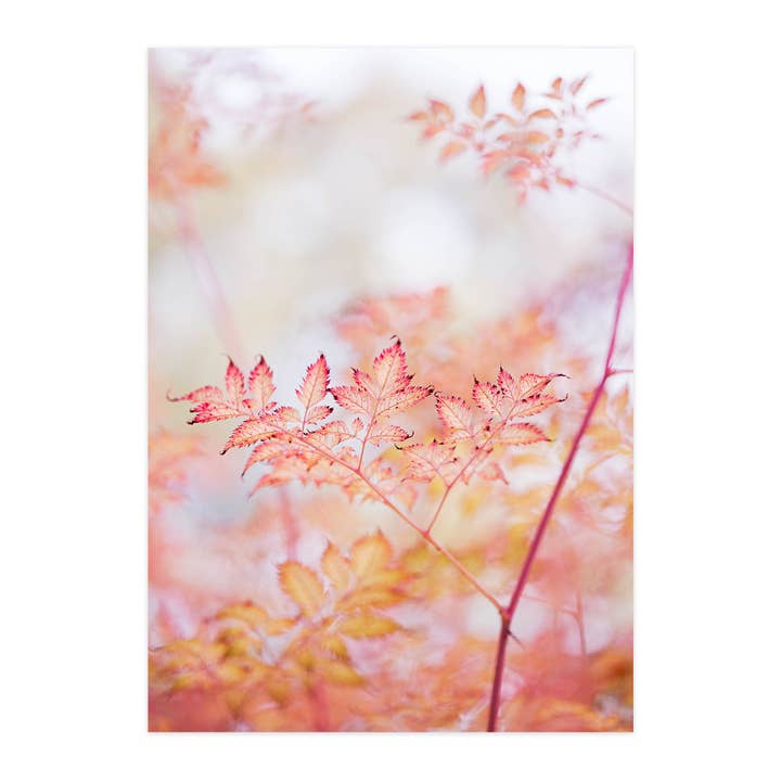 Cartolina "Autunno delicato" per la vendita all'ingrosso da parte di paruspaper. nutzfeine papeterie