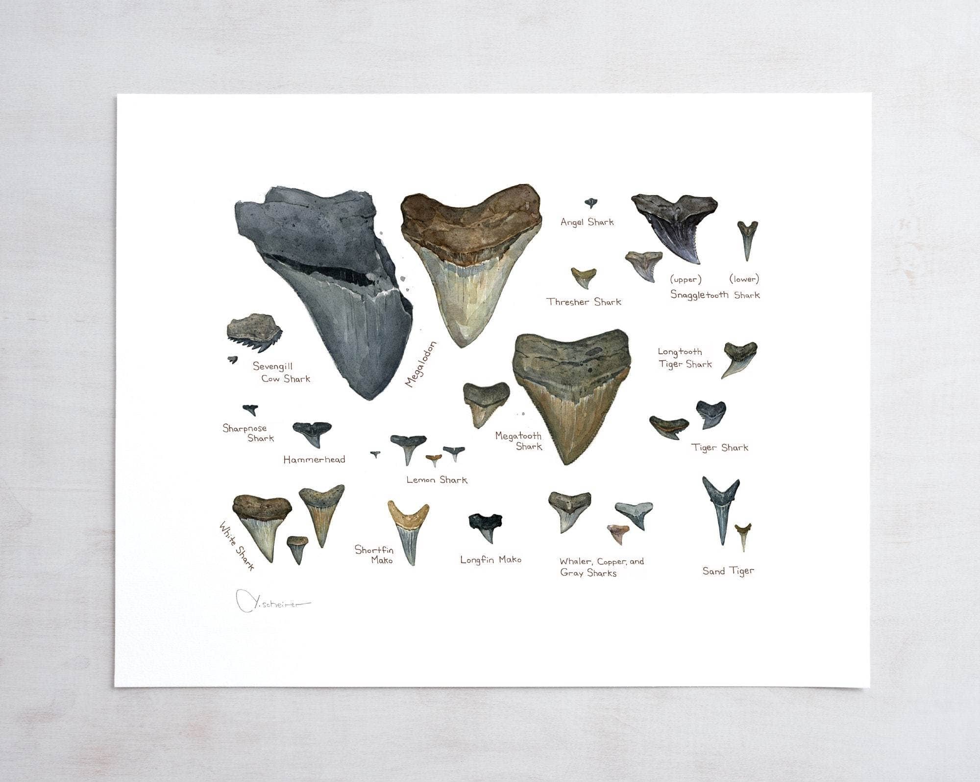 Studio Tuesday - Wholesale Art Print - Illustrated Fossil Shark Teeth Chart3