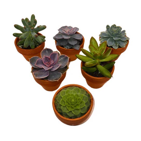 Succulentes de 1,5" dans des pots en terre cuite pour la vente par Cactus en ligne