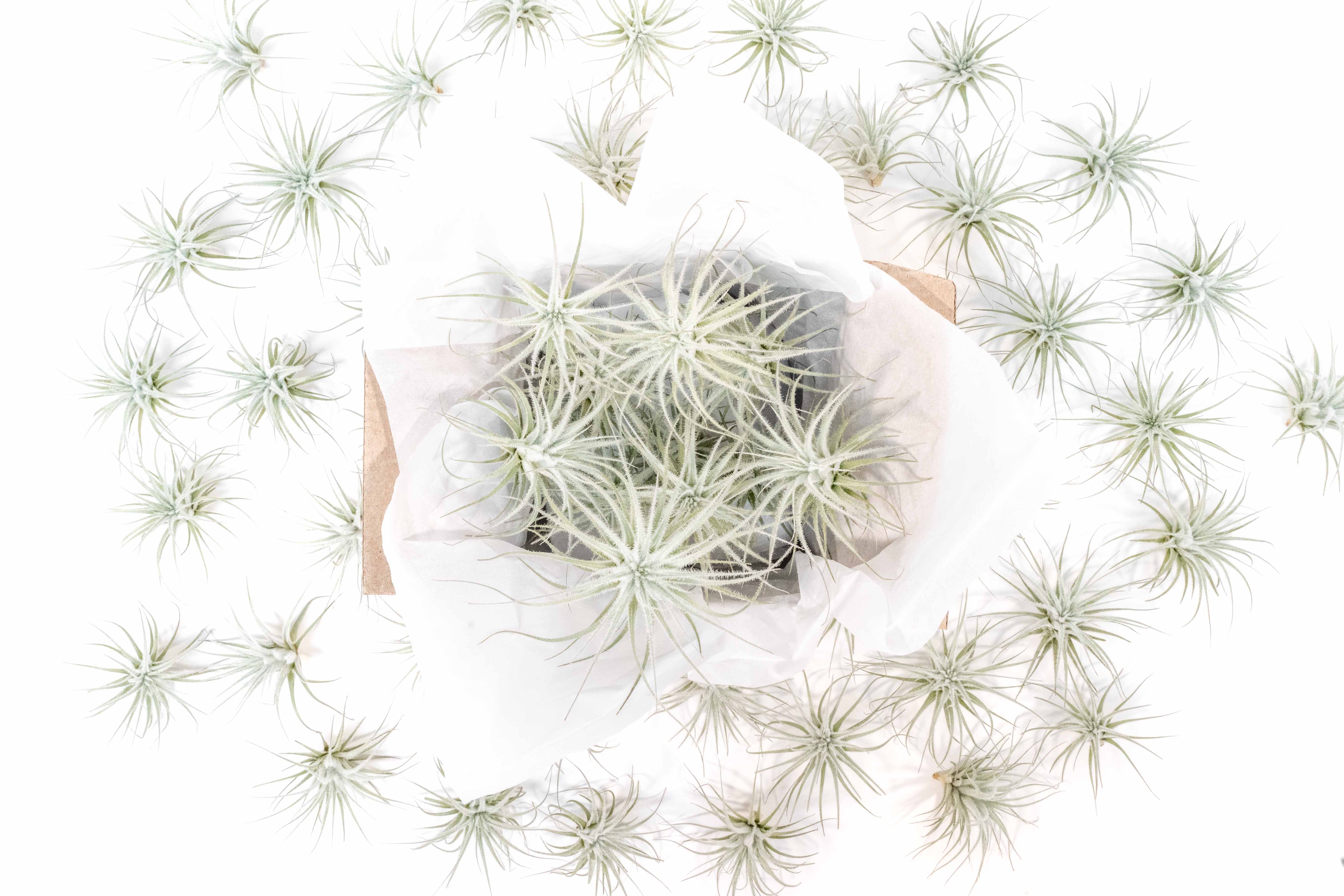 Air Plant Shop - Wholesale Live Plant - Small Tillandsia Tectorum Ecuador Air Plants (24)1