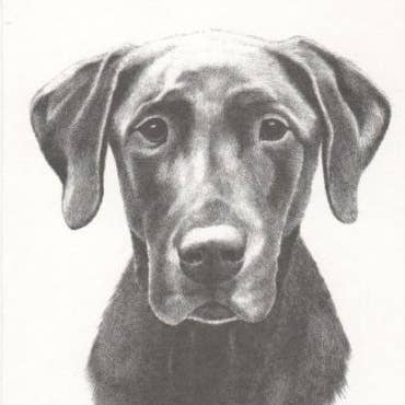 Labrador Retriever Chocolate Bill Harrah Portrait Matted Art for wholesale by Chesapeake Farms LLC
